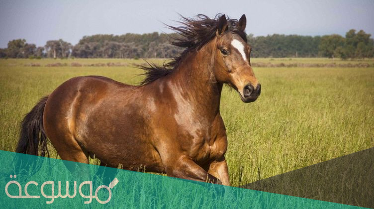 ما حكم اكل لحم الخيل والبغال والحمير