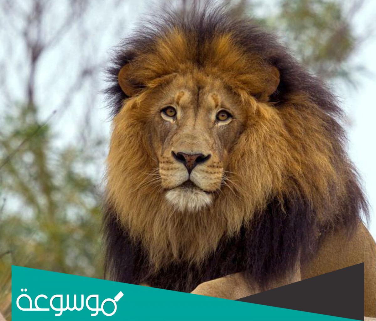 تفسير رؤية الأسد بالمنام