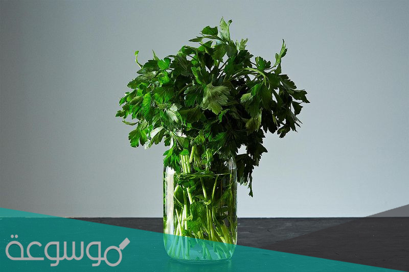 طريقة حفظ البقدونس و الكزبرة لفترات طويلة