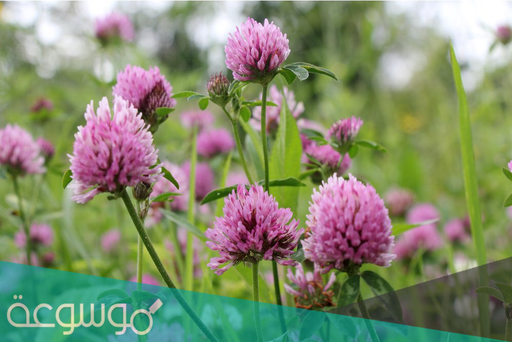 فوائد البرسيم الاحمر للجسم