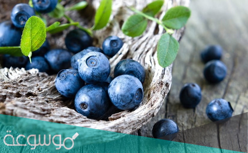 فوائد التوت الازرق للرجيم