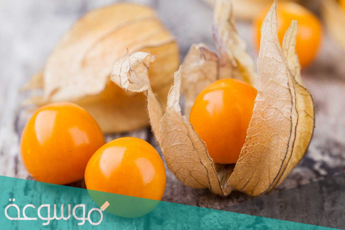 فوائد الحرنكش الصحية والتجميلية