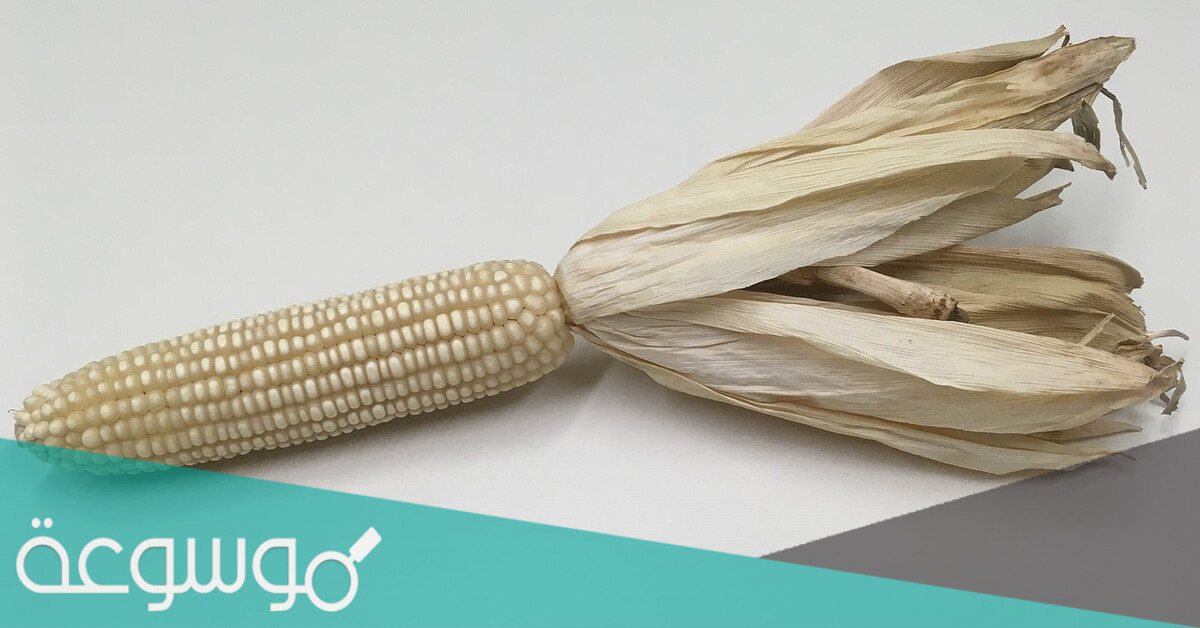فوائد الذرة البيضاء واستخداماتها