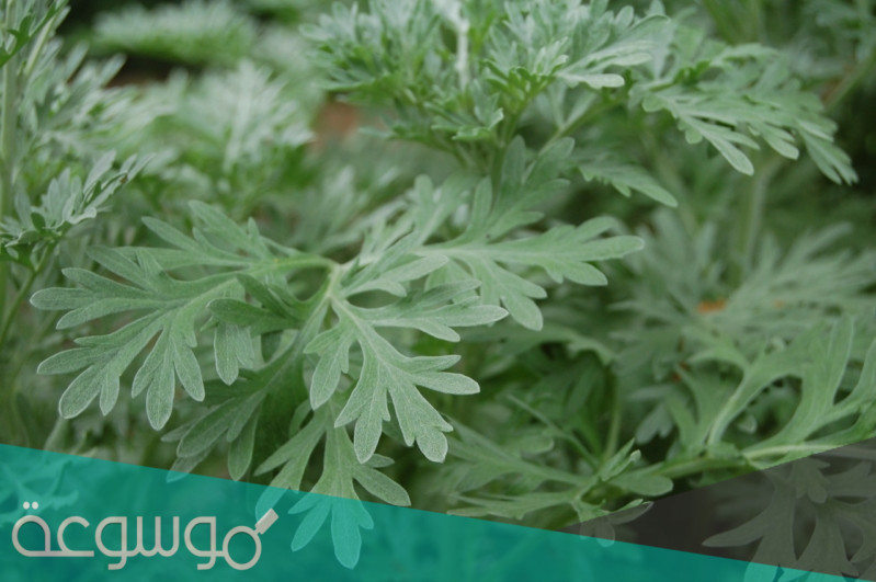 فوائد الشيح لعلاج السرطان