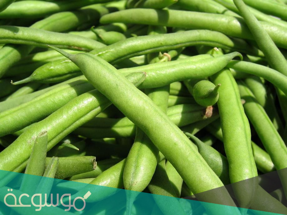 فوائد اللوبيا الخضراء