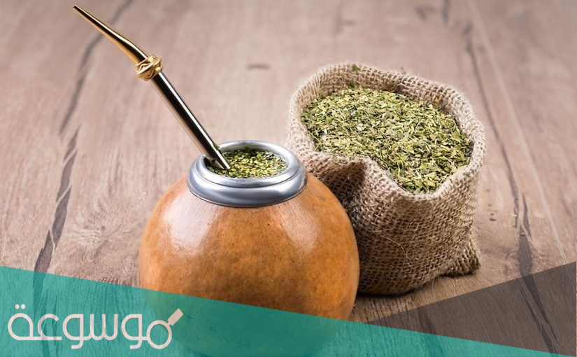 فوائد المتة وأضرارها وطريقة عملها