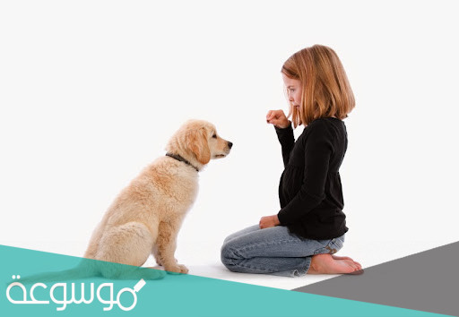 فوائد تربية الكلاب