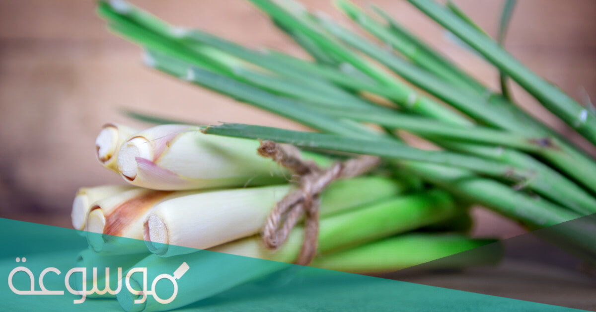 فوائد حشيشة الليمون وأضرارها