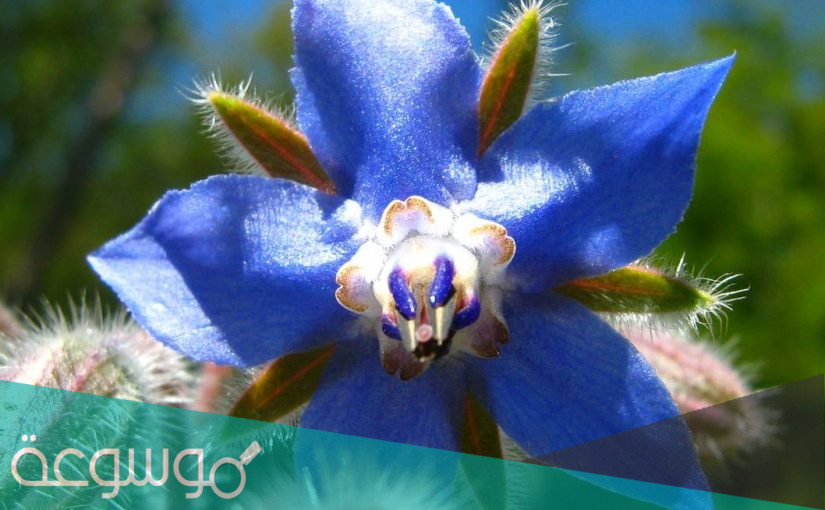 فوائد وأضرار لسان الثور