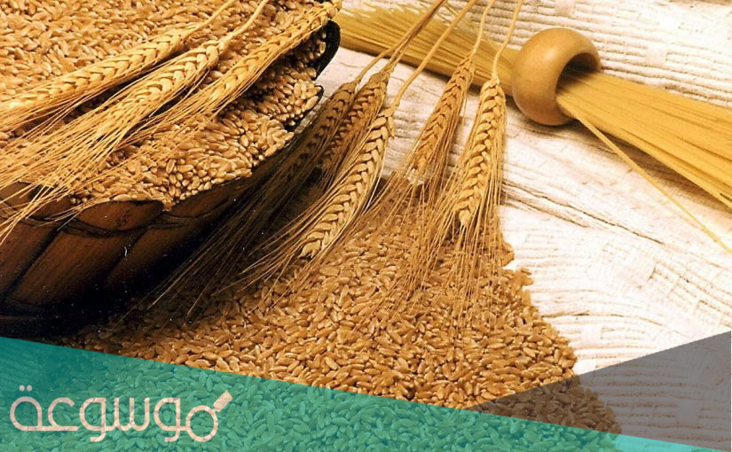 فوائد واضرار النخالة