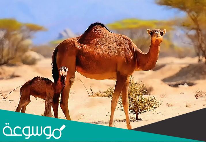 البارقي وش يرجع