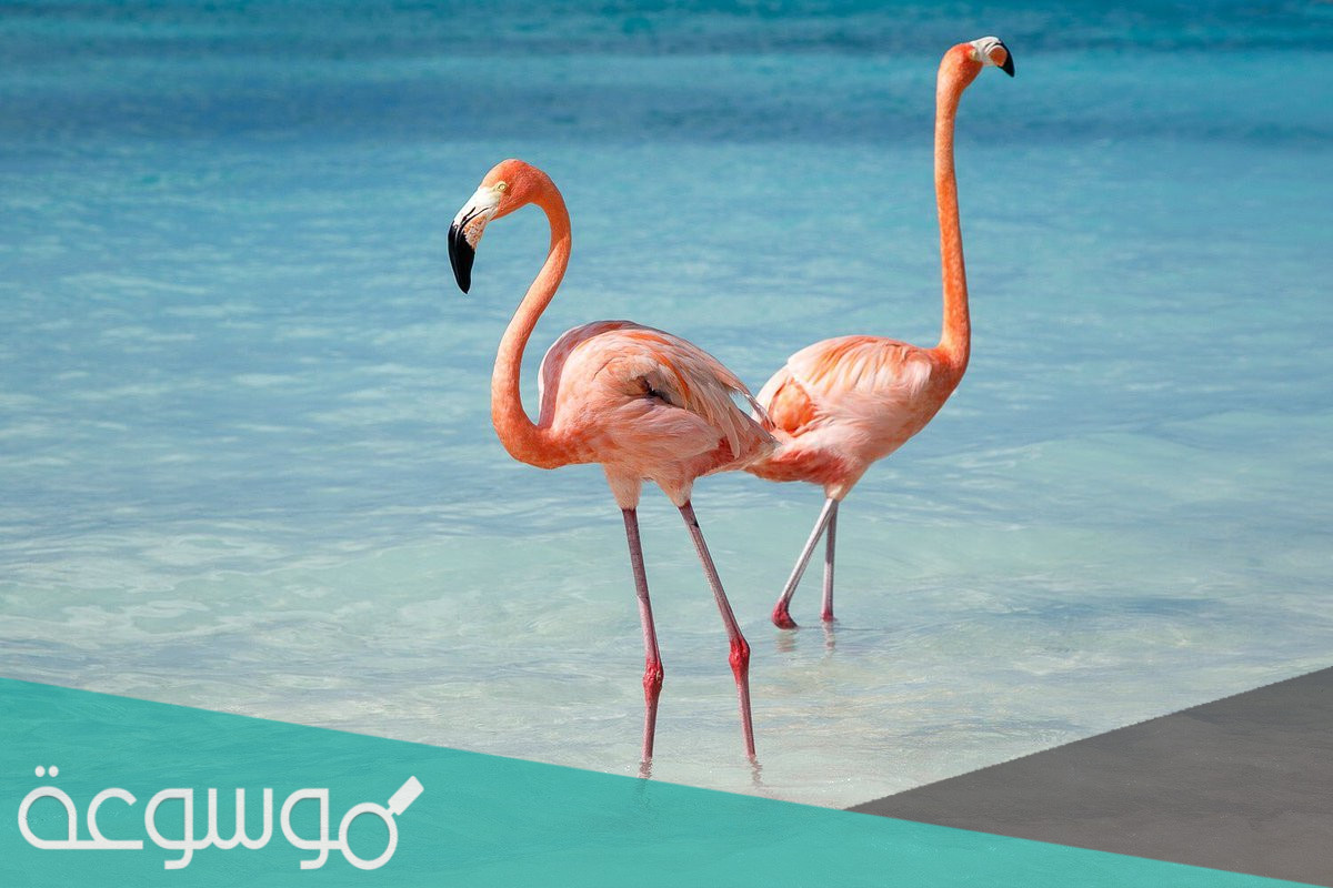 قصة الطائر مالك الحزين