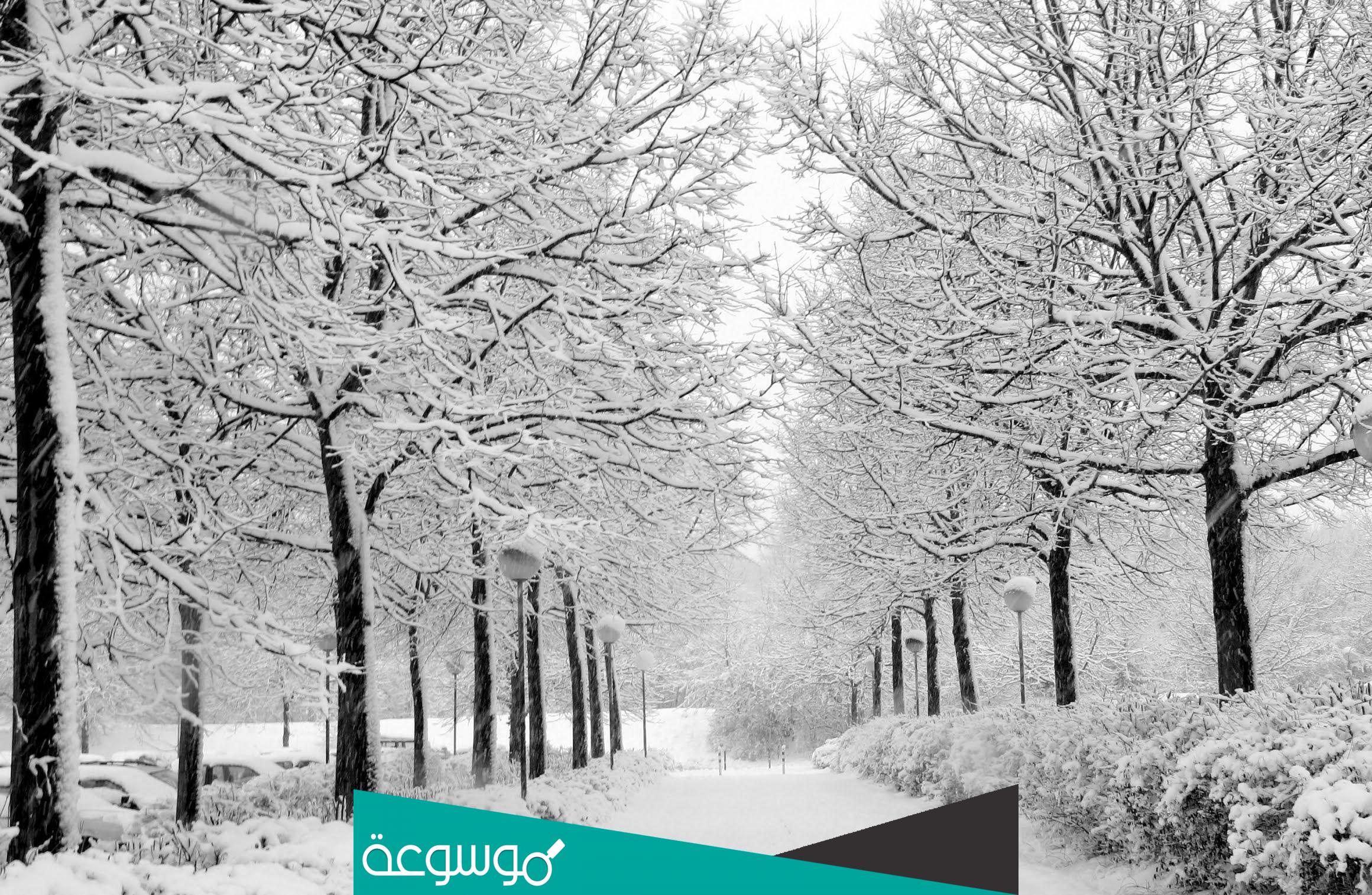 أول أيام موسم المربعانية في السعودية