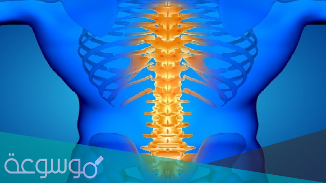 كم عدد فقرات العمود الفقري في الانسان