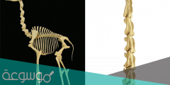 كم عدد فقرات عنق الزرافة
