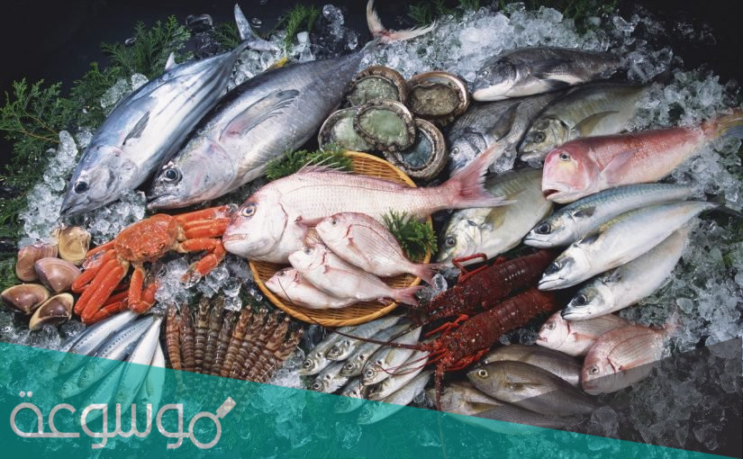 كيفية تربية الاسماك في المزارع بالتفصيل