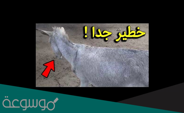 لماذا الغرب يشترون الحمير