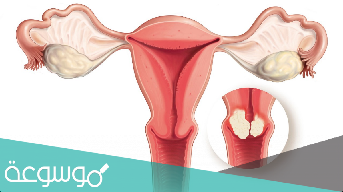 لماذا خلق الله الشعر حول الاعضاء التناسليه