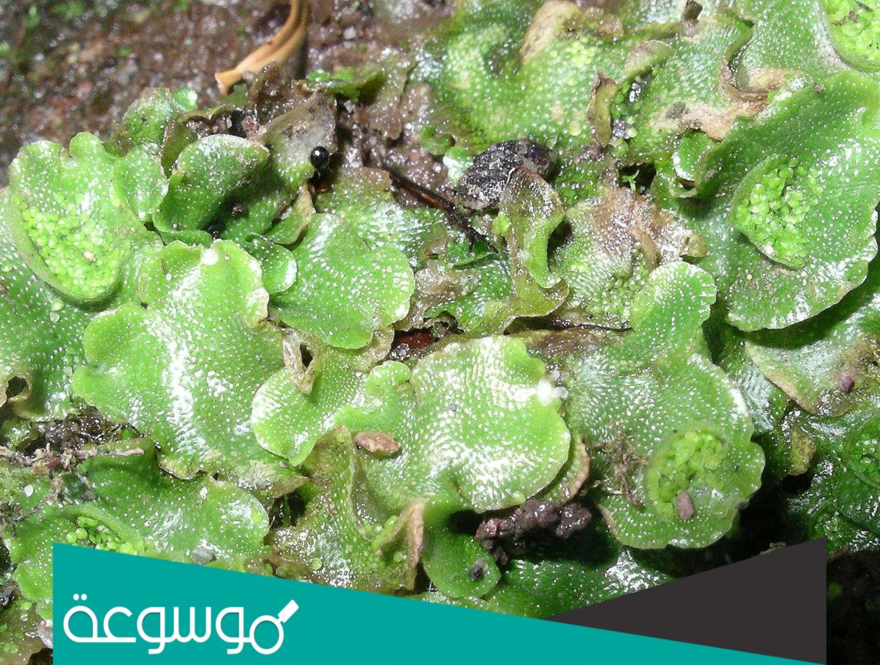 لماذا سمي نبات حشيشة الكبد بهذا الاسم