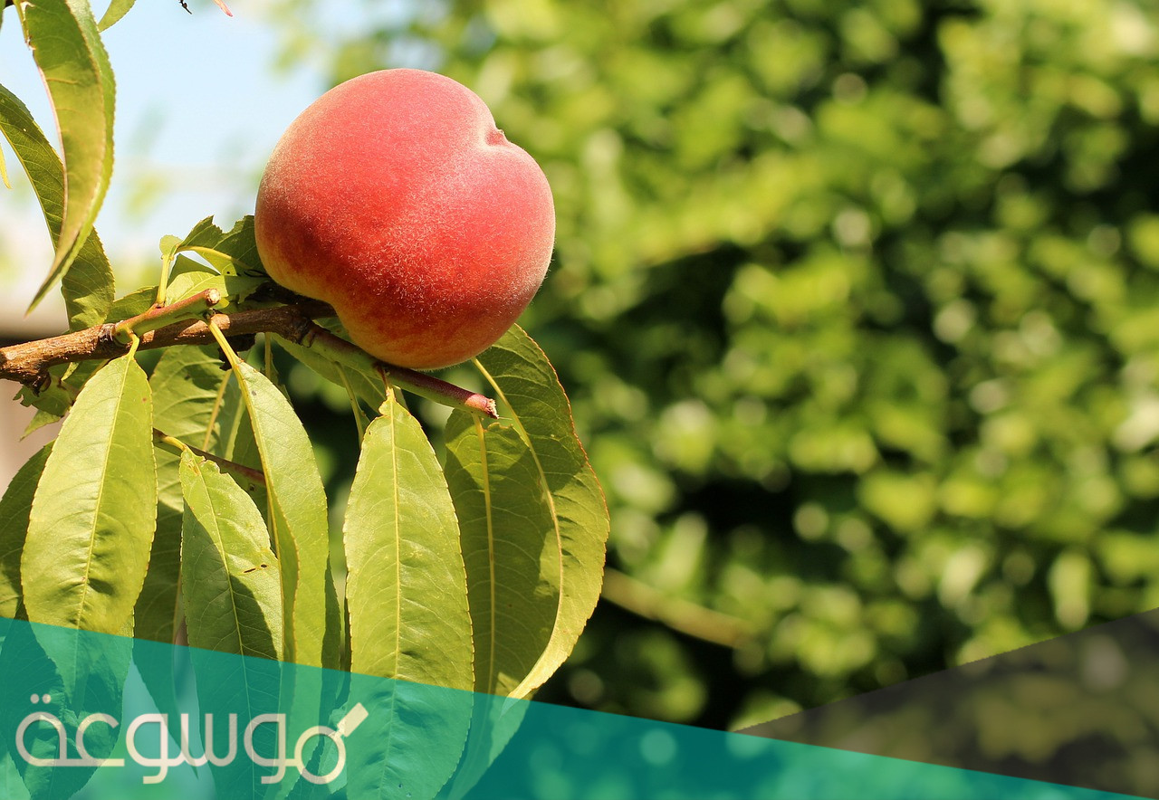 لماذا لا نجد الازهار والثمار عاده على شجره الخوخ في نفس الوقت