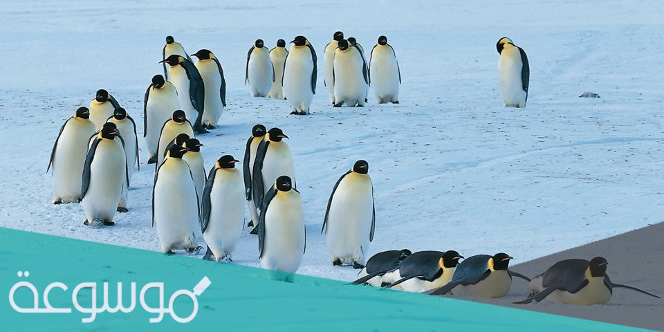 لماذا لا يستطيع البطريق العيش في الصحراء