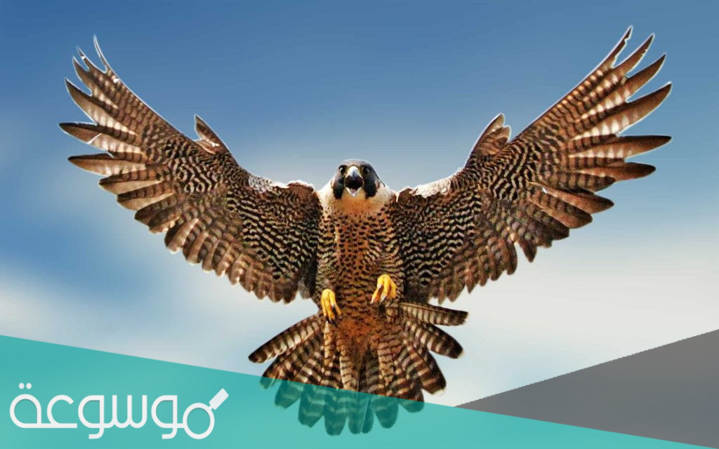 لماذا يدفن الصقر بعد اصطياده