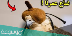 لماذا يغطون عيون الصقر