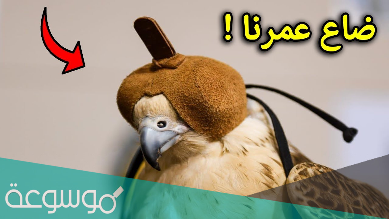 لماذا يغطون عيون الصقر
