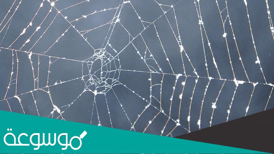 ما هو أضعف البيوت كما ذكر في القرآن الكريم