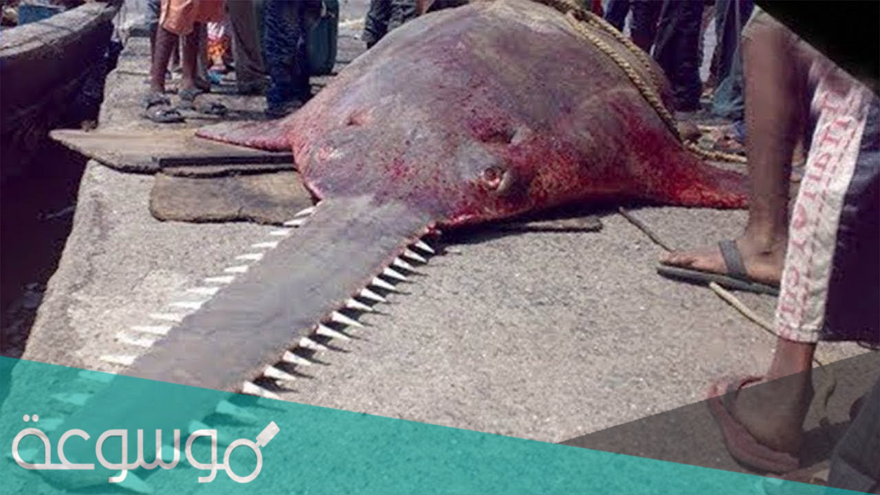 ما هو اخطر انواع السمك