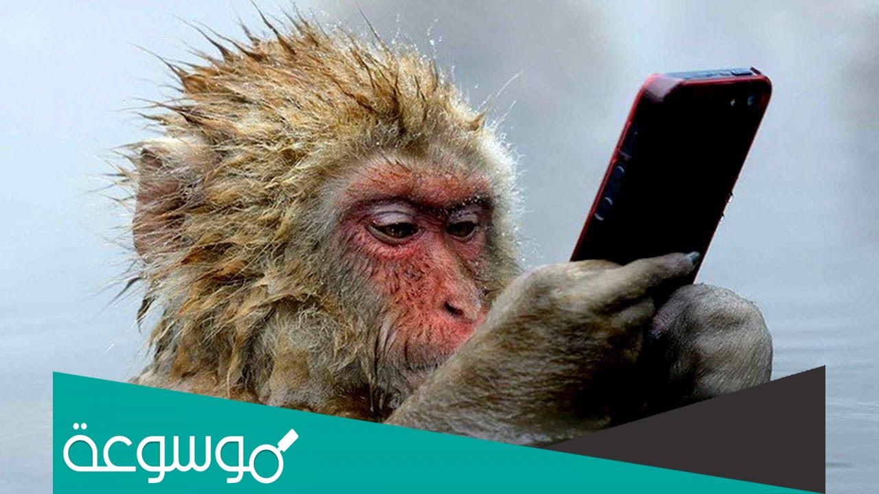 ما هو اذكى حيوان في العالم