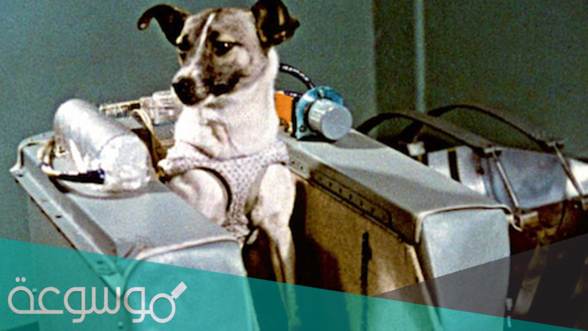 ما هو اسم اول كلبة صعدت الى الفضاء