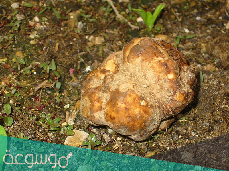 ما هو الفقع السعودي ؟