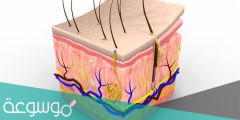 ما هي طبقات الجلد ومكوناتها