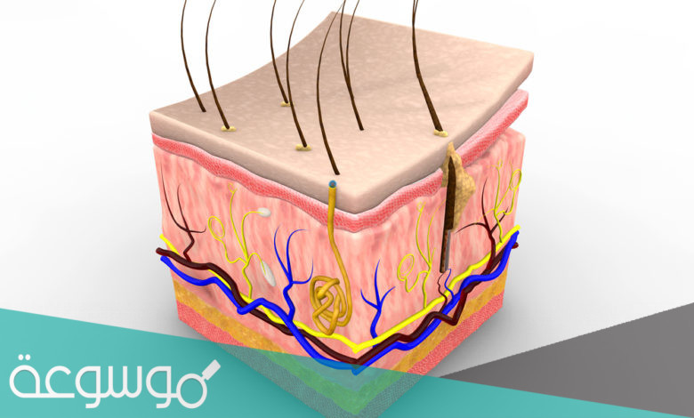 ما هي طبقات الجلد ومكوناتها