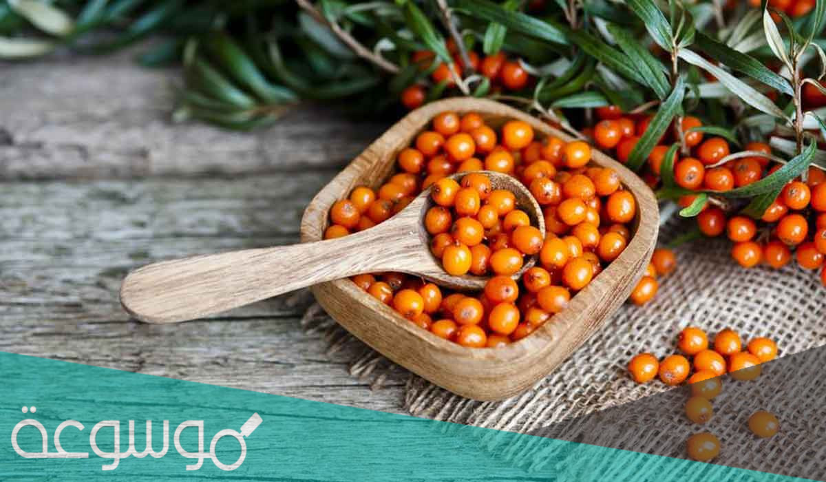 فوائد نبق السدر العلاجية