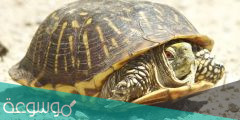 ماذا يغطي جسم السلحفاة ؟