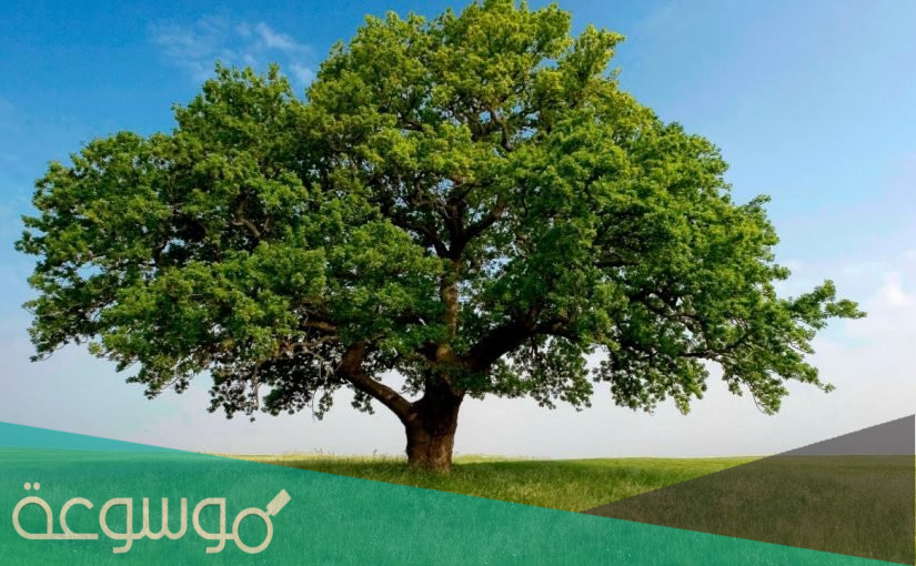 متى يصادف يوم الشجرة العالمي