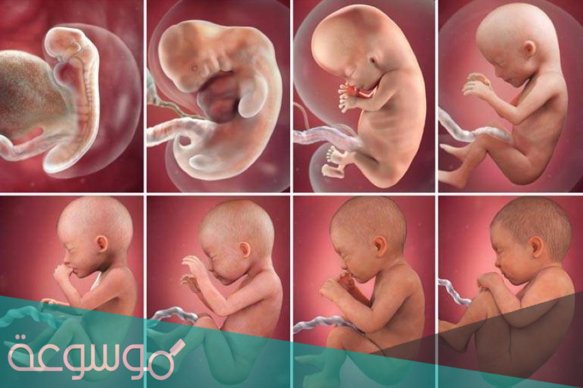 مراحل تطور الجنين شهر بشهر