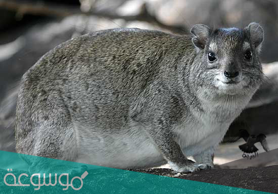 معلومات تعرفها لأول مره عن حيوان الوبر