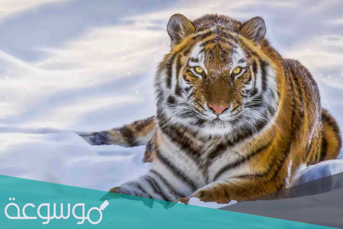معلومات عن النمر