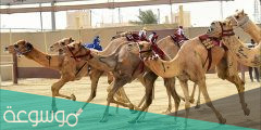 معلومات عن سباق الهجن في قطر 2022