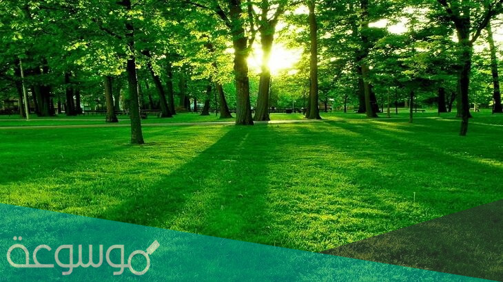 معنى اللون الاخضر في علم النفس