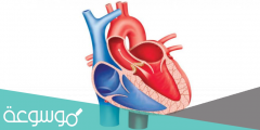 من اين يخرج الدم بعد ان يغادر القلب