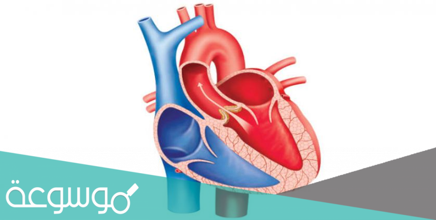 من اين يخرج الدم بعد ان يغادر القلب