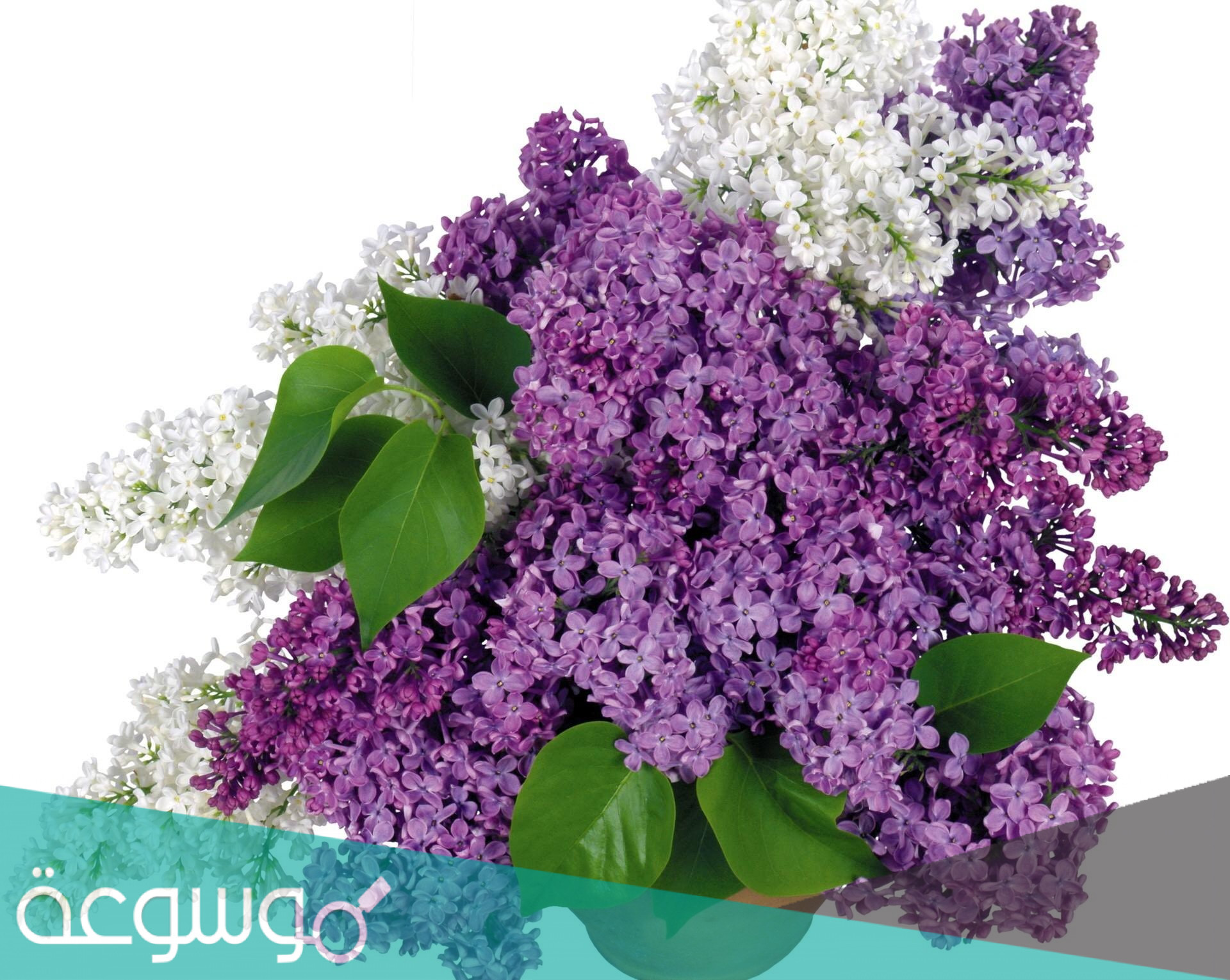 من هي زهرة الجمال الملكي