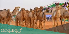 نتائج مهرجان الملك عبدالعزيز لمزاين الإبل 1443