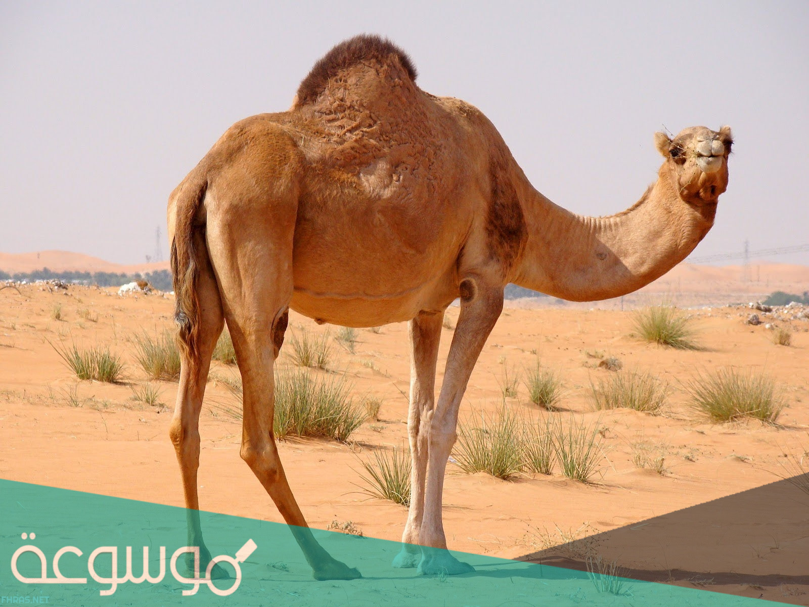 هل الإبل مخلوقة من الشياطين