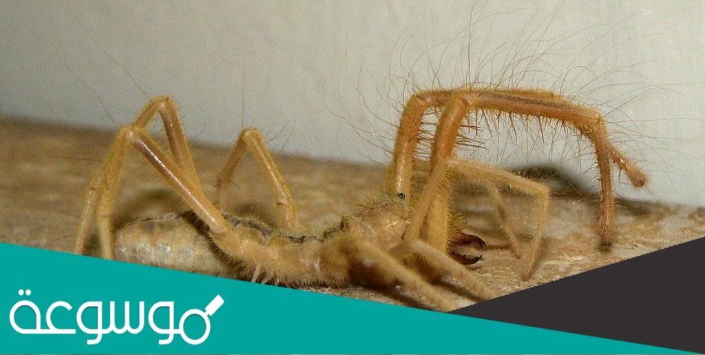 هل الشبث سام