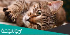 هل المكيف يضر القطط الصغيرة